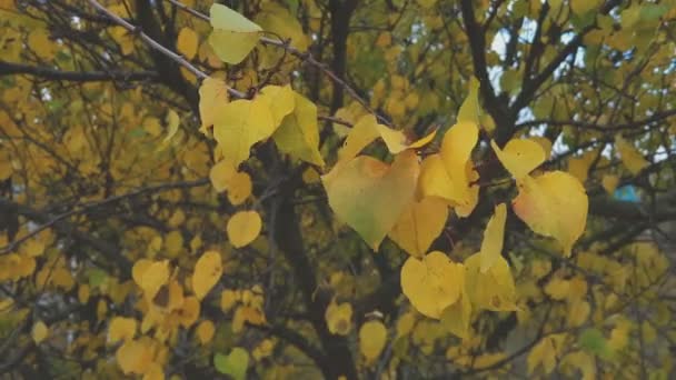 Primeros planos de las hojas de otoño. Bosques coloridos de otoño. Escena dinámica. Tonificado con efectos de cine . — Vídeo de stock