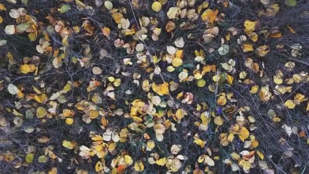 Πολύχρωμα φύλλα του φθινοπώρου σε ξερά χόρτα φόντο. Δυναμική σκηνή. Ελαφρύ αεράκι. — Αρχείο Βίντεο