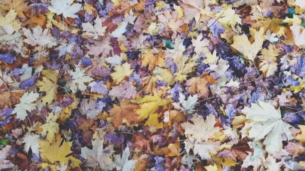 Kleurrijke Herfstbladeren op droog gras achtergrond. Dynamische scène. Lichte bries. — Stockvideo