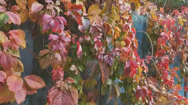 Colorido otoño virginia enredadera, fondo de uva silvestre de cerca. Escena dinámica. Día soleado. Brisa ligera . — Vídeos de Stock