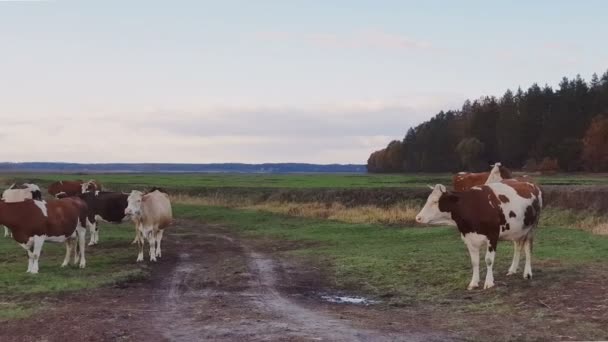 Vacas pastando en pastos otoñales al atardecer. Tonificado. Concepto agrícola — Vídeos de Stock
