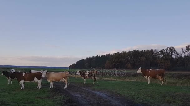 Корови пасуться на осінньому пасовищі на заході сонця. Тоноване. Сільськогосподарська концепція — стокове відео