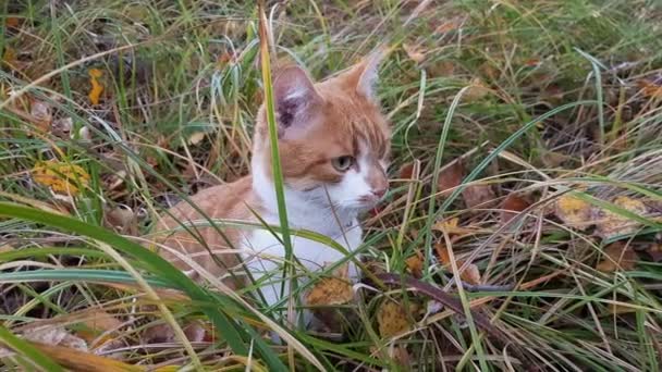 Niedliche weiß-rote Katze mit rotem Halsband im Gras. Katze starrt auf etwas. — Stockvideo
