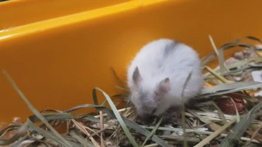 Sarı kutusunda oynayan beyaz hamster