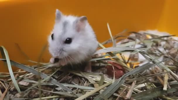 Hamster branco comer sementes de girassol em caixa amarela — Vídeo de Stock