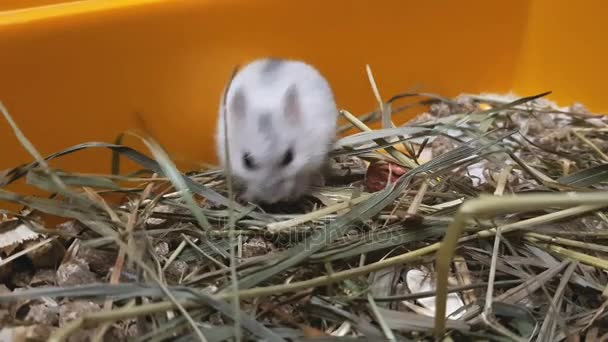 White hamster eat sunflower seeds in yellow box — Stock Video