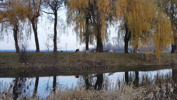 Kozí pastva na podzim trávníku při západu slunce blízko řeky. — Stock video