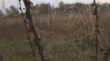 Çiy damlaları içinde büyük web bir rüzgarla titredi