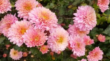 Renkli sonbahar pembe krizantem arka plan