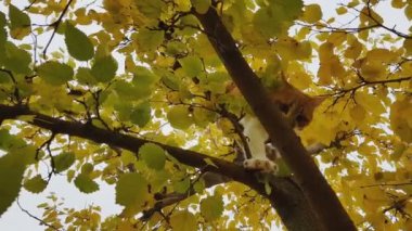 Kırmızı tasma sonbahar ağaç üzerinde sevimli beyaz ve kırmızı kedi