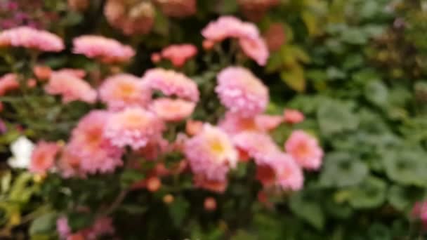 Colorful autumn pink chrysanthemums background — Stock Video
