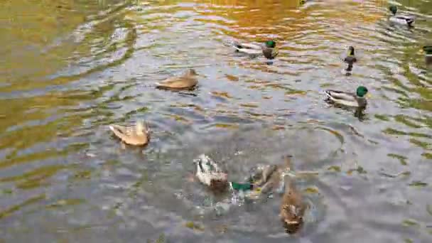 Eenden zwemmen in de stad park lake — Stockvideo