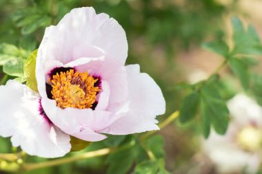 Güzel pembe şakayık