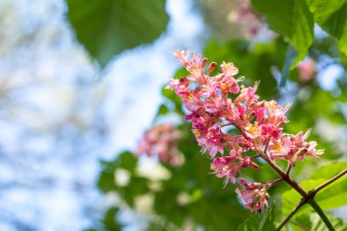 Güzel pembe kestane çiçeği