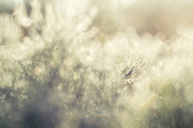 Yeşil çimlerin üzerinde çiy taneleri