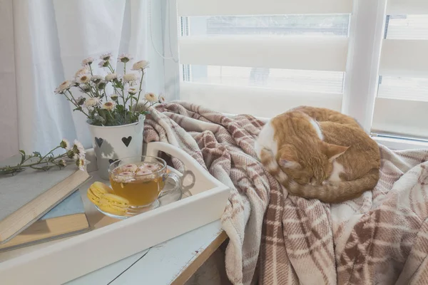 Zoete huis met bloemen, thee en een kat — Stockfoto