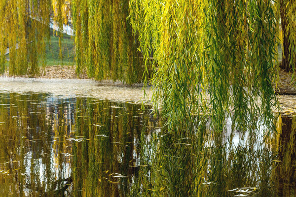 Beautiful pond with trees reflection in the water in the city pa