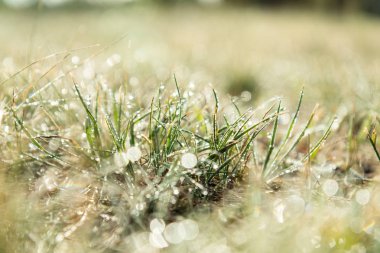 Doğal sabah güneş ışığı, yeşil çimenlerin üzerinde çiğ. Abst