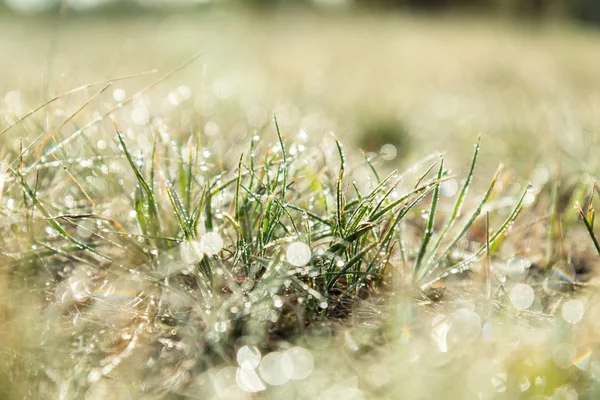 Doğal sabah güneş ışığı, yeşil çimenlerin üzerinde çiğ. Abst