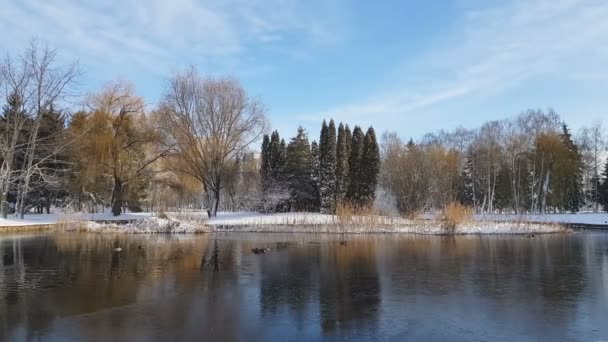 Первый Снег Городском Парке Утками Ледяном Пруду Скамейкой Покрытой Снегом — стоковое видео