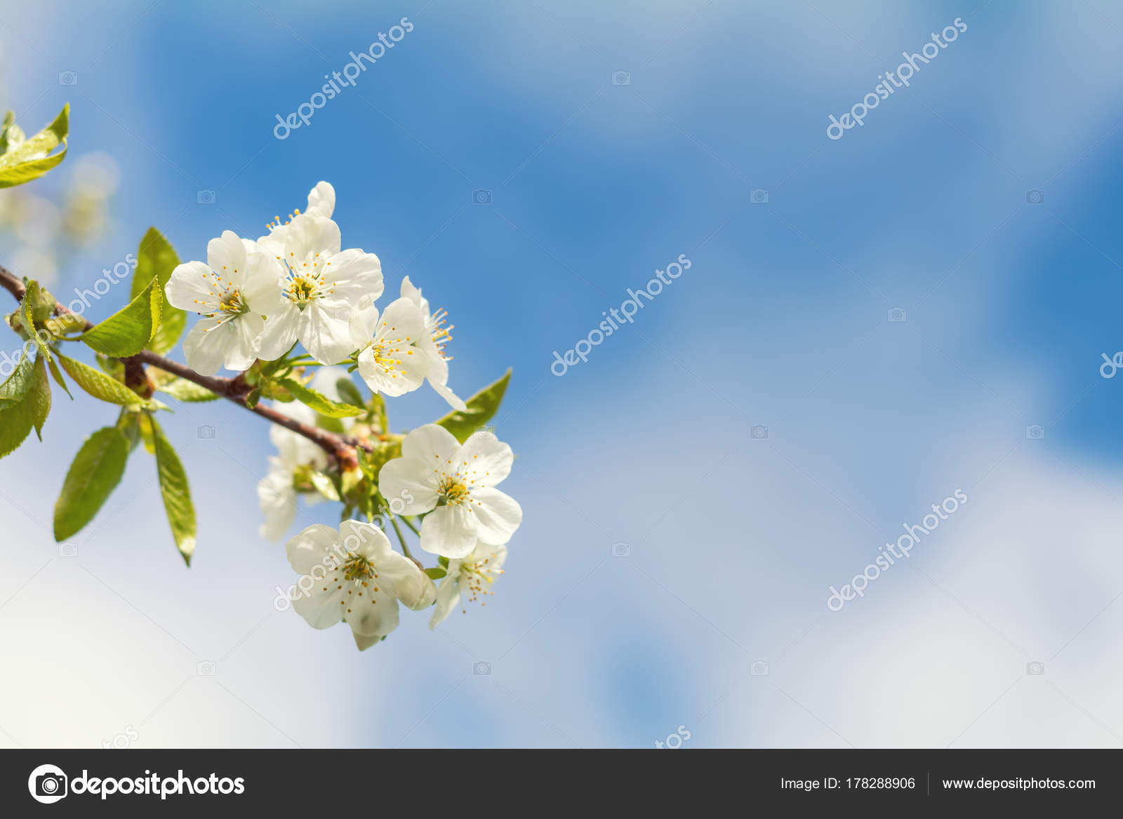 Printemps Arri Re Plan Art Avec Des Fleurs De Cerisier Blanc Printemps Arri Re Plan Art Avec Des Fleurs De Cerisier Blanc
