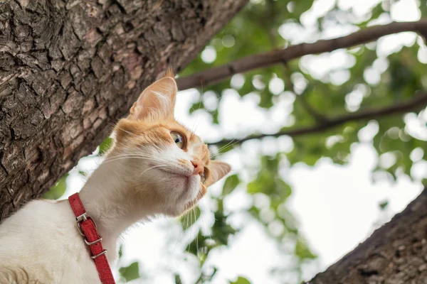 Niedliche weiß-rote Katze mit rotem Halsband am Baum. Katze ist stari — Stockfoto