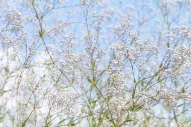 Güzel yaz sahne mavi gökyüzü geri üzerinde birçok küçük çiçekli