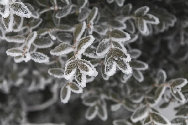 Frost on boxwood branches. Shallow depth of field. Beautiful win — Stock Photo, Image