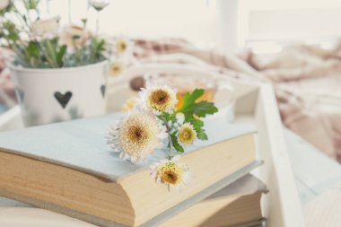 Kasımpatı çiçekleri yatıyor kitap sekmesinde lay