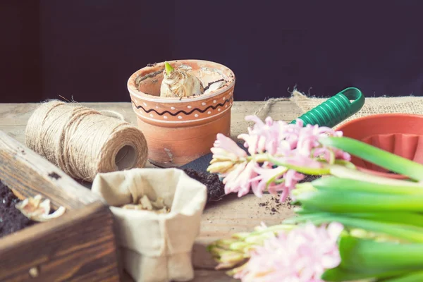 Tuinieren en plantgoed concept. Vrouw handen hyacint in planten — Stockfoto