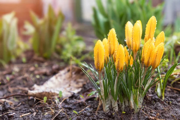 Yellow blooming crocuses with water drops. Low angle. Sunrise. B — Stock Photo, Image