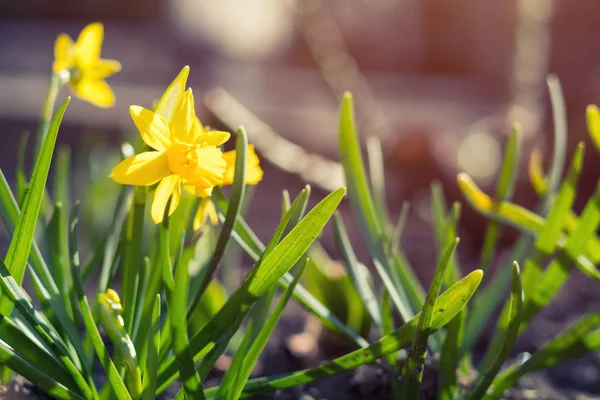 Giallo narciso in fiore. Giornata di sole. Piove nelle giornate di sole. Basso — Foto Stock