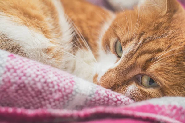 Gatinho vermelho e branco está dormindo tranquilamente no novo pla violeta — Fotografia de Stock