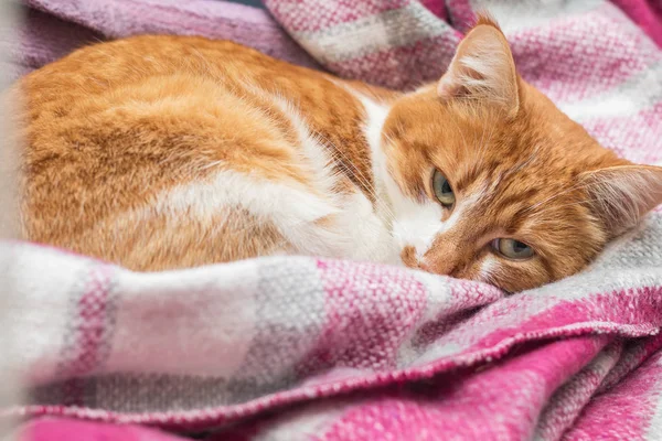 Gatinho vermelho e branco está dormindo tranquilamente no novo pla violeta — Fotografia de Stock