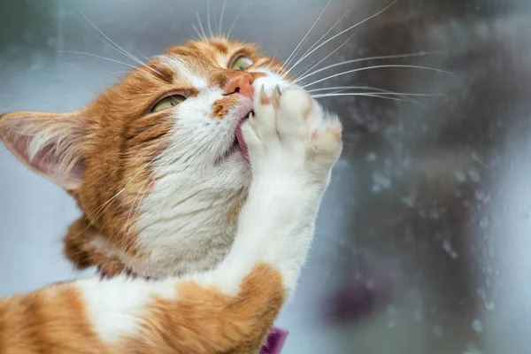 Mignon chat blanc et rouge nettoyer les pattes. Portrait chat drôle fermer — Photo