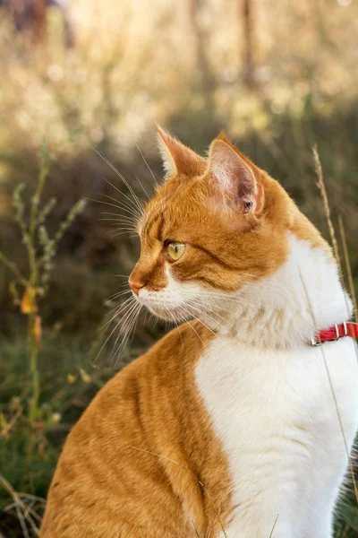 Cute white-and-red cat in a red collar in the grass. Cat is star — Stock Photo, Image