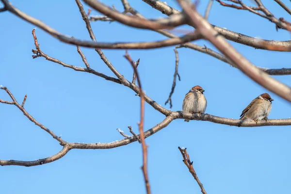 Sparrows pe ramură. O zi însorită. Cerul albastru. Frumos devreme spr — Fotografie, imagine de stoc
