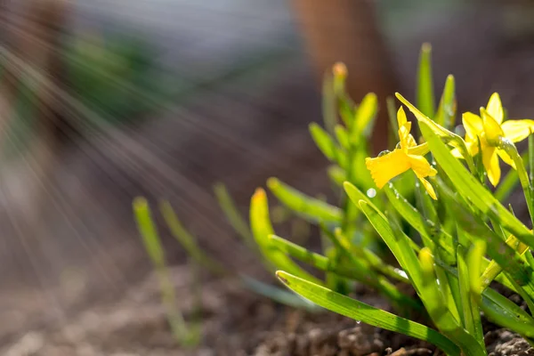 Giallo narciso in fiore. Giornata di sole. Piove nella giornata di sole . — Foto Stock