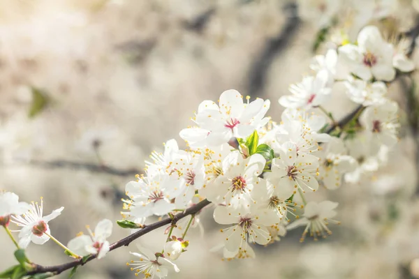 Lente achtergrondillustratie met witte kersenbloesem — Stockfoto