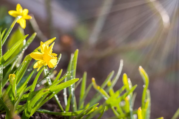 Giallo narciso in fiore. Angolo basso. Splendore. Alba. . — Foto Stock