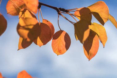 Şube armut ile Kırmızı Sarı yapraklar, mavi gökyüzü b sonbahar yaprakları