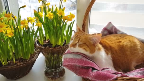 清晨的阳光照射在熟睡的红猫身上 可爱滑稽的红白猫在窗台上的花黄水仙花 — 图库视频影像