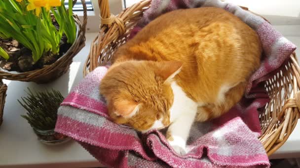 朝の日光 睡眠の赤猫 黄色の花水仙が付いているバスケットの窓辺にかわいい面白い赤白猫のクローズ アップ — ストック動画