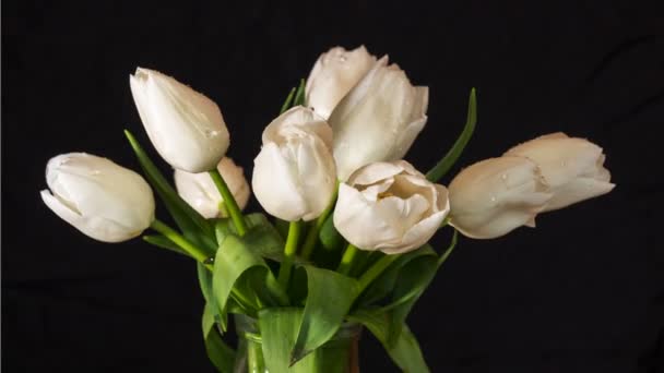 Время Открытия Букета Белых Тюльпанов Капельками Промежуток Времени Fps Студия — стоковое видео