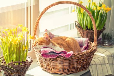 Morning sunlight on the sleeping red cat in basket with daffodil clipart