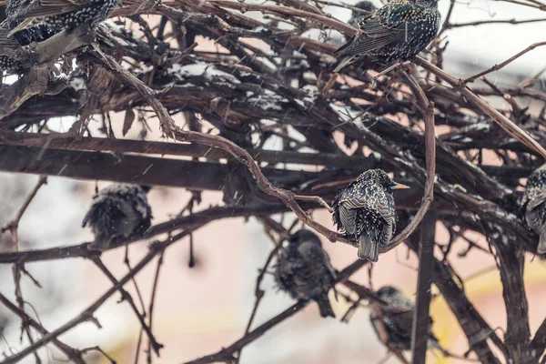 Muitos pássaros estorninhos europeus comuns na videira de uva enquanto neva — Fotografia de Stock