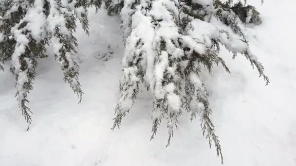 Gałąź Drzewa Cyprysowego Thuja Pokryte Śniegiem Podczas Blizzard Klatek Sekundę — Wideo stockowe