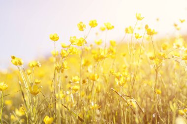 Yaz aylarında güneşli bir günde alanında sarı çiçek çiçeklenme