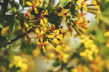 Bahar arka plan sanat sarı çiçek ile