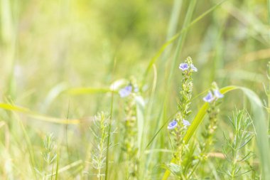 Yeşil sulu çim ve bir su alanında nazik mor çiçekler